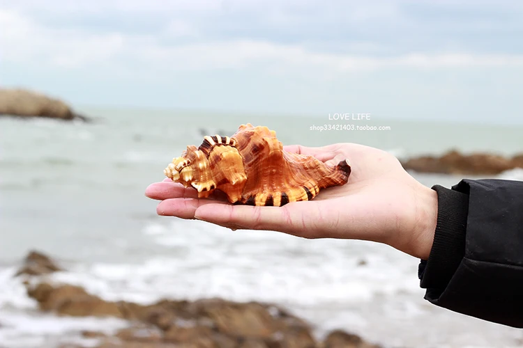 

Conch shell Mediterranean ornaments photography material miniature house decoration
