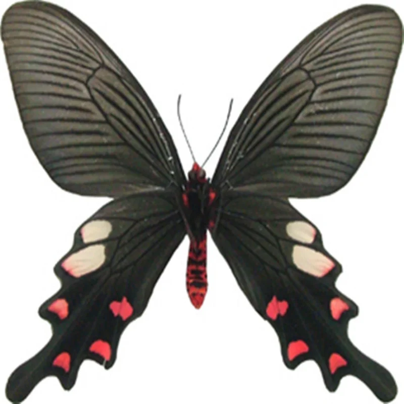 Настоящие образцы бабочек Byasa Alcinous Crafts декоративная живопись популярная научная