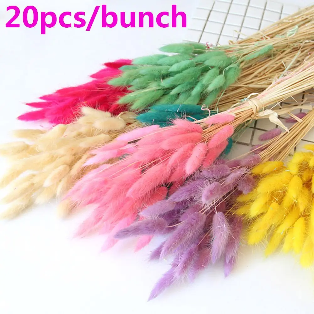 

Uraria Picta Natural Material Shooting Props Rabbit Tail Grass Lagurus Ovatus Bunny Tails Dried Flowers Bouquets