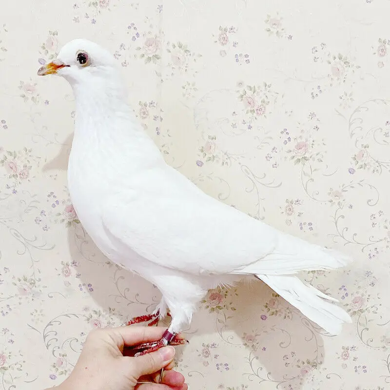 

Taxidermy stuffing Eurasian pigeon Columba specimen Teaching / Decoration