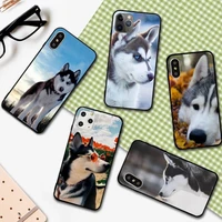 husky funny dog animal phone case for iphone 12 11 13 7 8 6 s plus x xs xr pro max mini shell