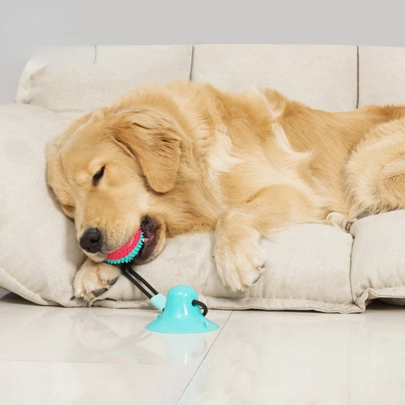 

New pet sucker dog toy molar feeder TPR bite-resistant ball