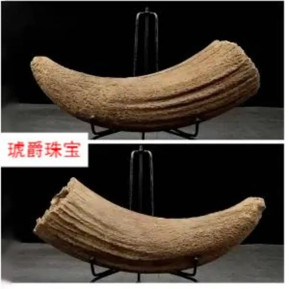 Ice Age Animal Ox Horn Fossil Bison Horn Fossil Protolith Animal Bone Fossil Paleontological Fossil Specimen