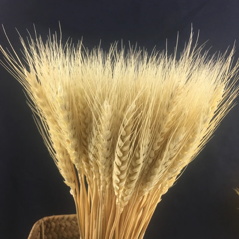 Натуральные пшеничные настоящие сушеные цветы букеты открывающиеся ячмень