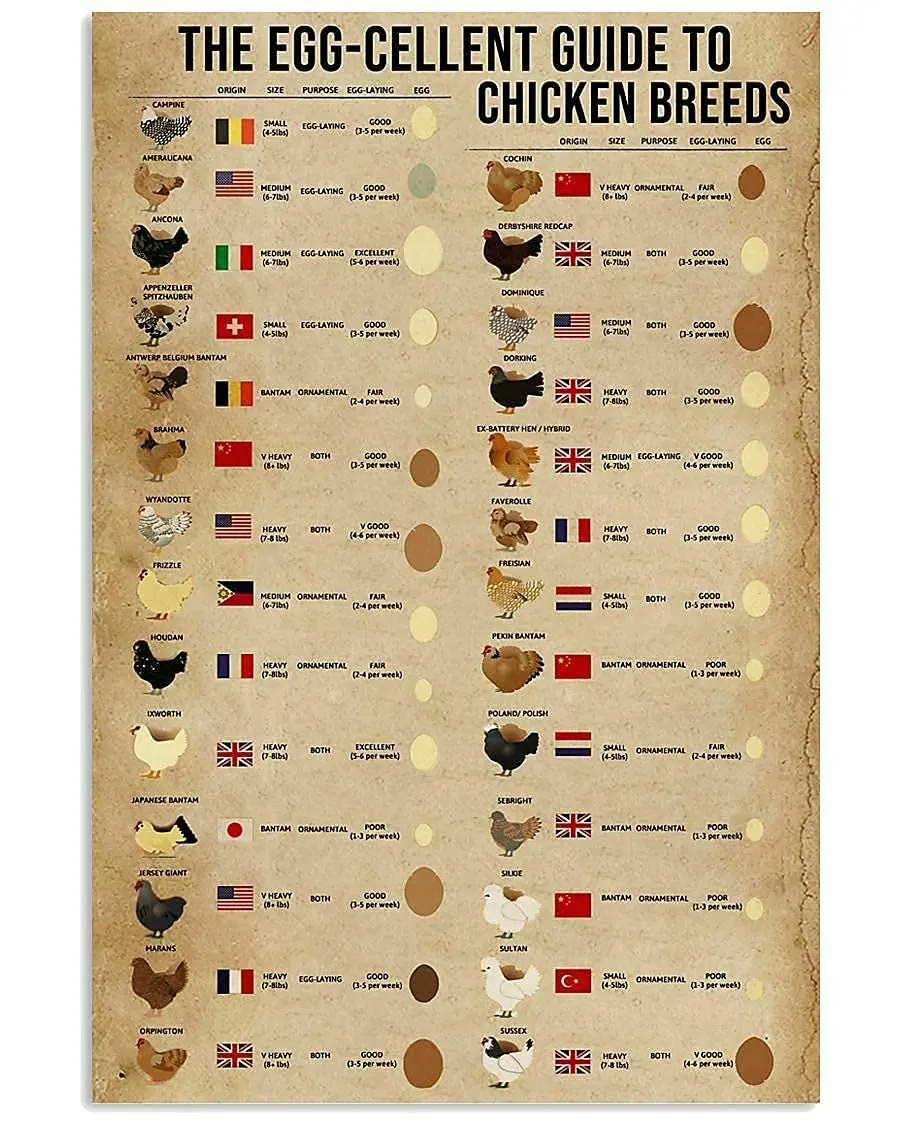 

Veidsuh The Egg - Cellent Guide to Chicken Breeds Metal Tin Sign Metal Poster Coffee Shop Bar Club Living Room School Wall Perso