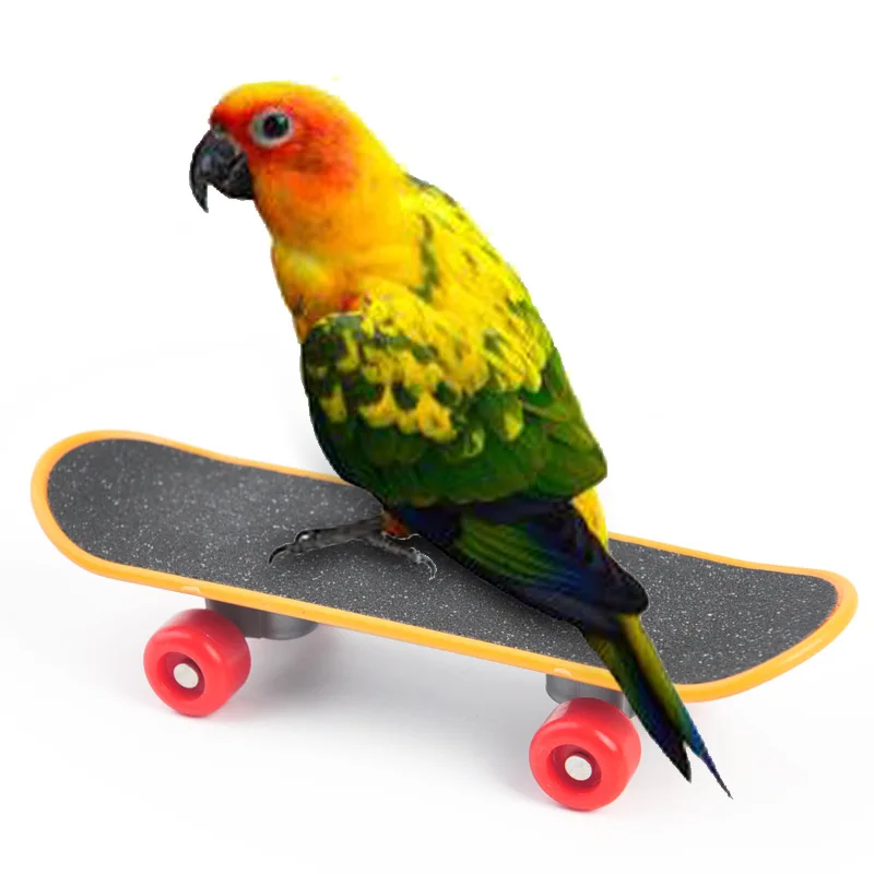 

Bird Toys Funny Mini Skateboard Parrot Toy training Skateboard Budgies Parakeet Growth Toy Intelligence Bird Accessories