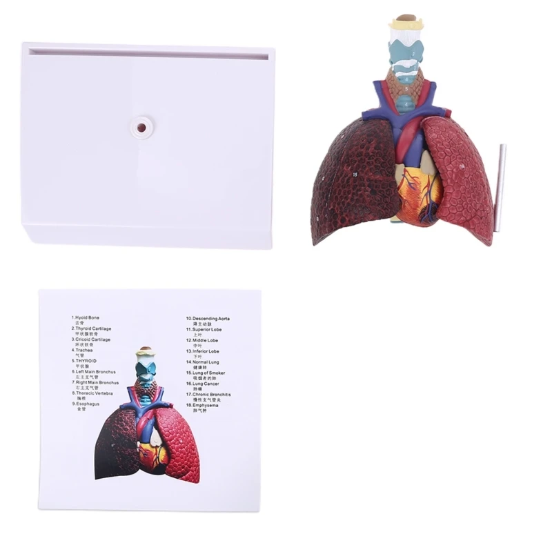 

Life Size Human Lung Model Anatomical Respiratory System Anatomy for School Science Resources Study Display Teaching Tool