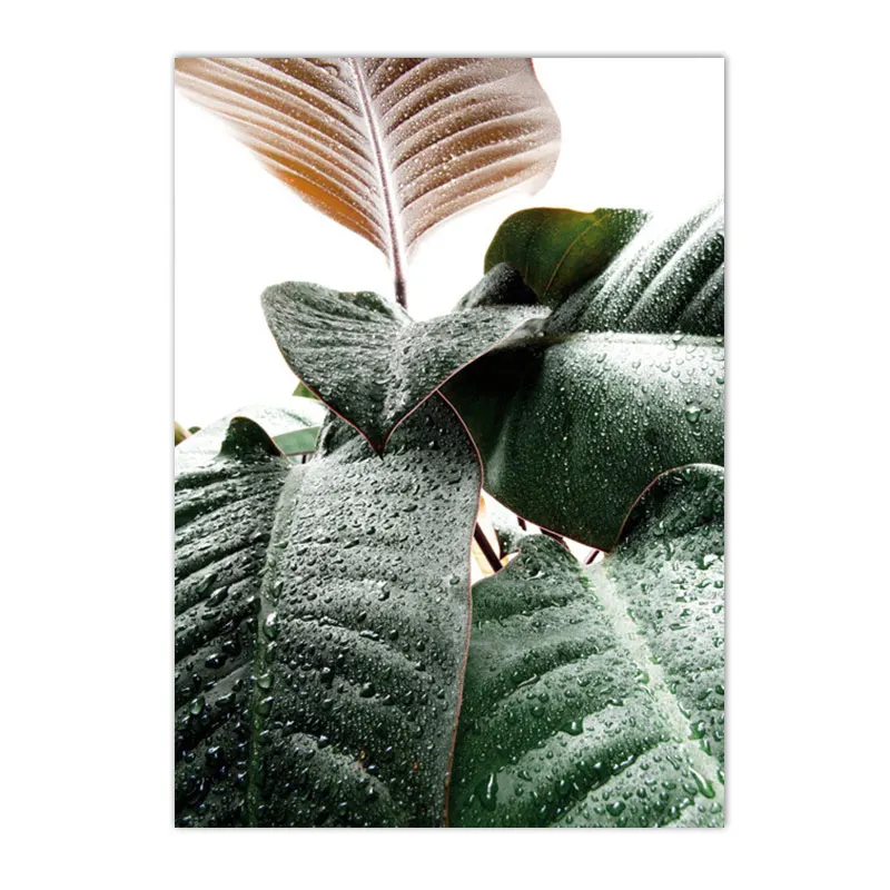 

Плакат с тропическими растениями ARDOR