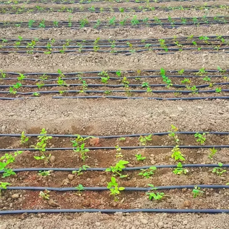 Новая технология капельного орошения 10 см