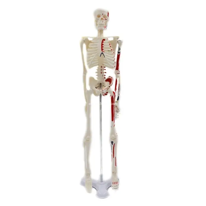 

Human Skeleton Model for Anatomy 17'' Mini Human Skeleton Model with Movable Arms Legs Scientific Model for Basic Study Dropship