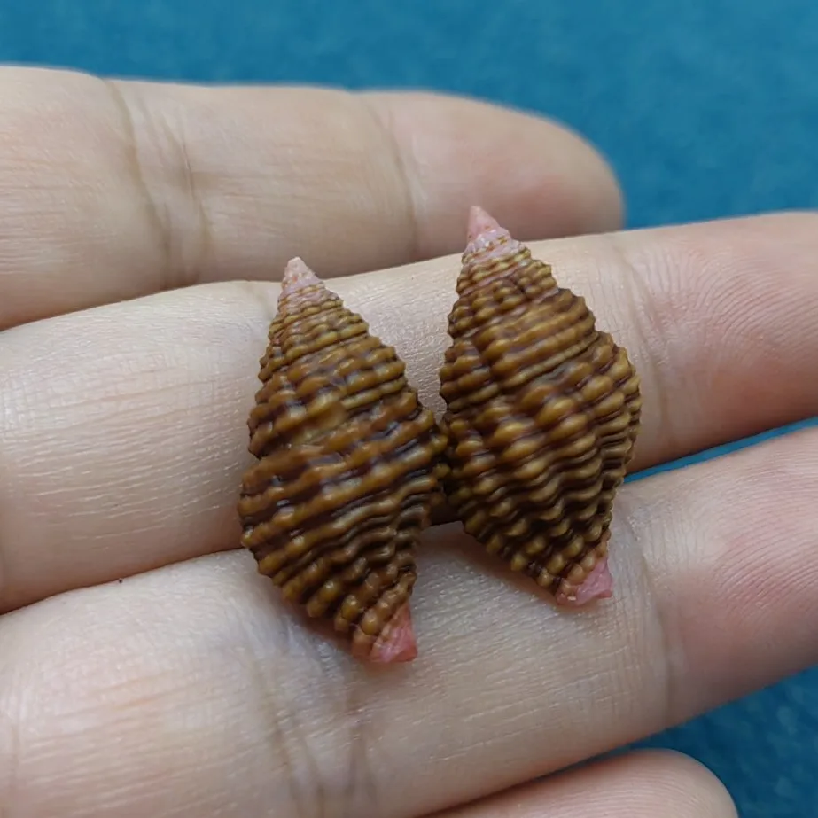 Натуральные морские ракушки из ракушек портнум