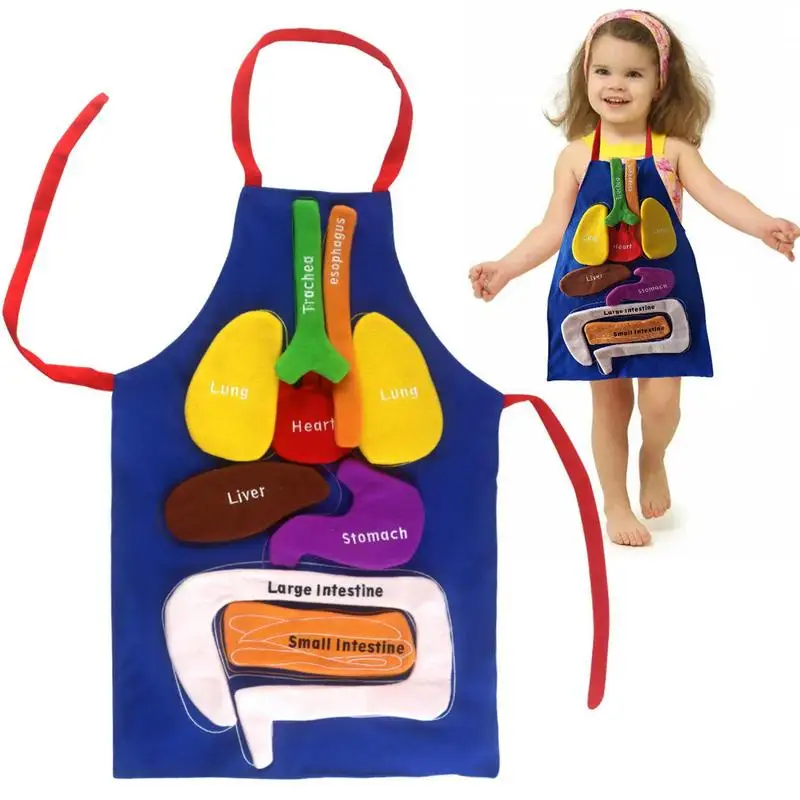 

Anatomy Apron Human Organs Model Apron Human Body Organs Awareness Educational Toy For Home Preschool Teaching Aid Transparent