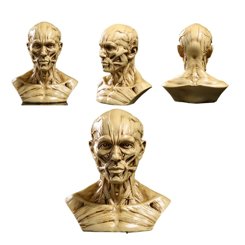 

Human Muscle Skeleton Head Model Muscle Head Skull Anatomy Sculpture Art Sketch Medical Learning supplies