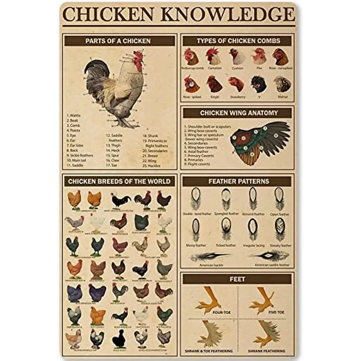 

Знания о курице, металлический жестяной знак, табличка в стиле ретро с изображением цыплят, пород мира, Инфографика для клуба, кафе, бара, дома, кухни
