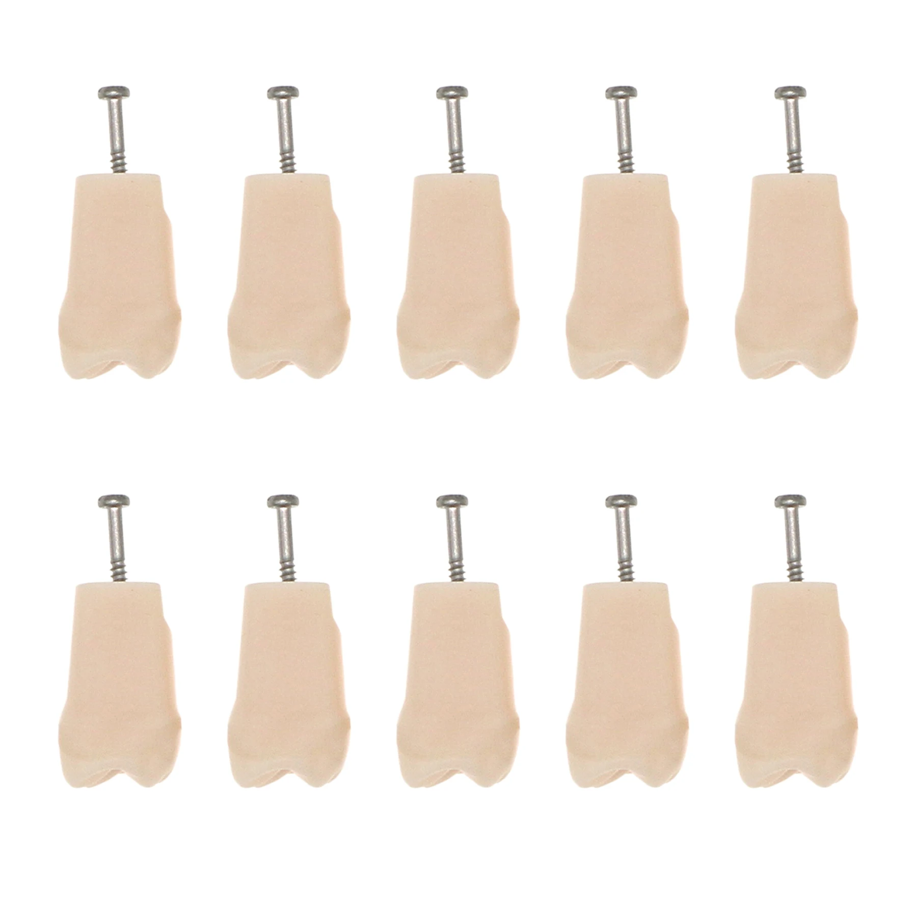 Зубная модель зубов зубной практики индивидуальная замена наполнение смолой