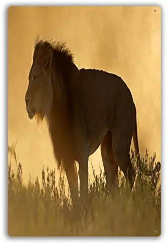 

Funny Retro Cafe Store Metal Tin Signs Wall Decor African Lion at Sunrise