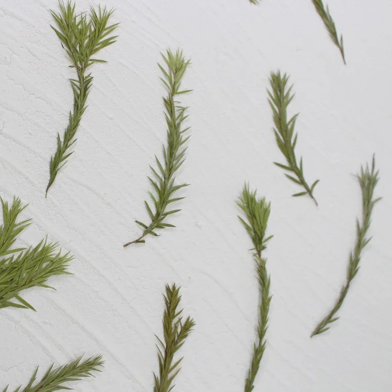 Натуральные прессованные мягкие сухие цветы рельефные натуральные листья