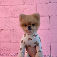 new early autumn cute cream bear vest comfortable dog home clothes pet air conditioning clothes