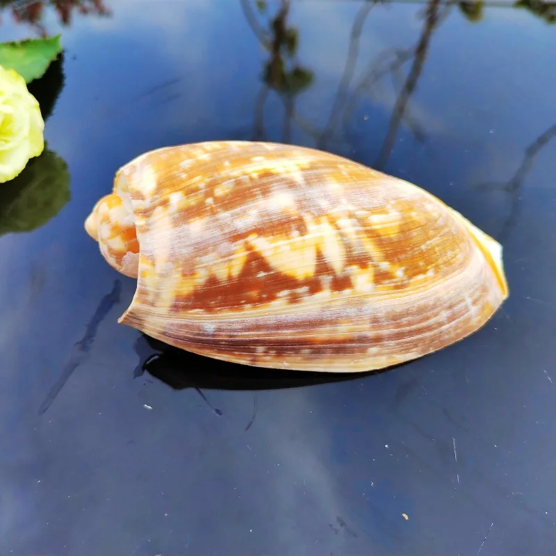 Скрученные натуральные раковины коллекция образцов аквариума ландшафт