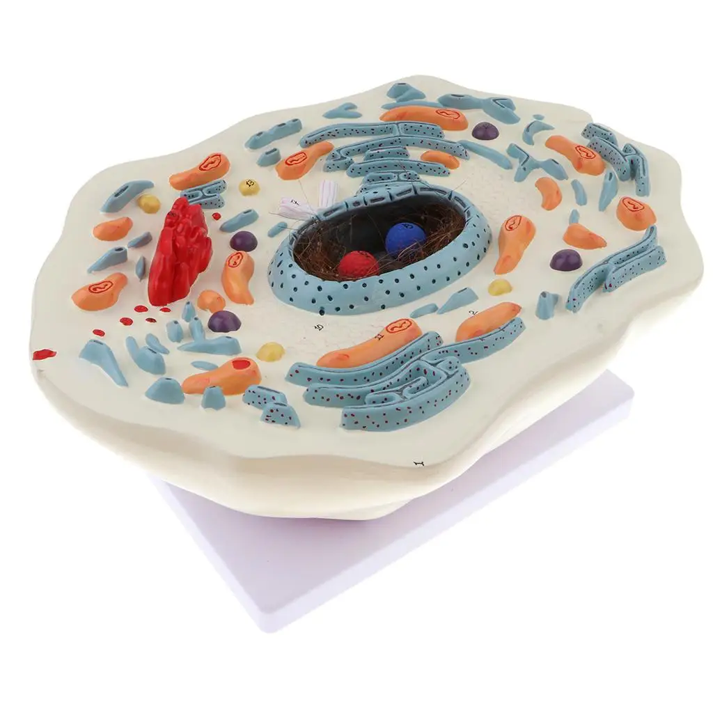 

Увеличение 20000X животные клетки микро структурная Анатомия биологическая модель