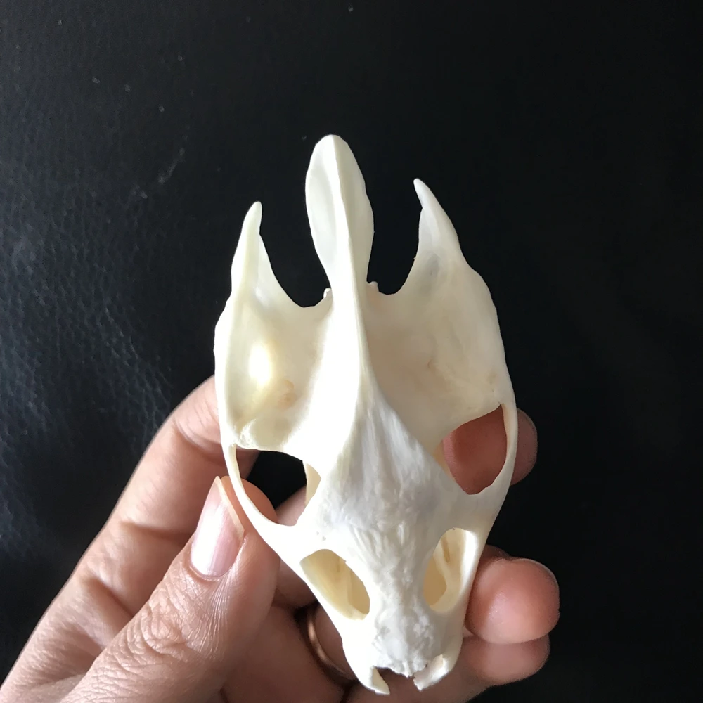 

Черепаха черепаха, 1 шт.