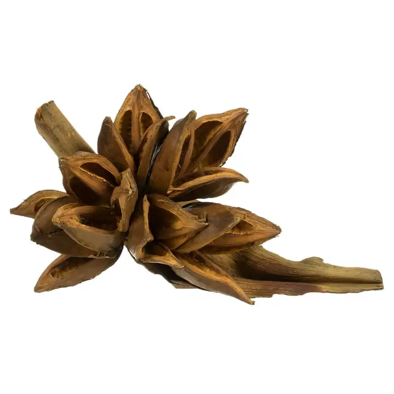 

Pod, 1 piece, Dried