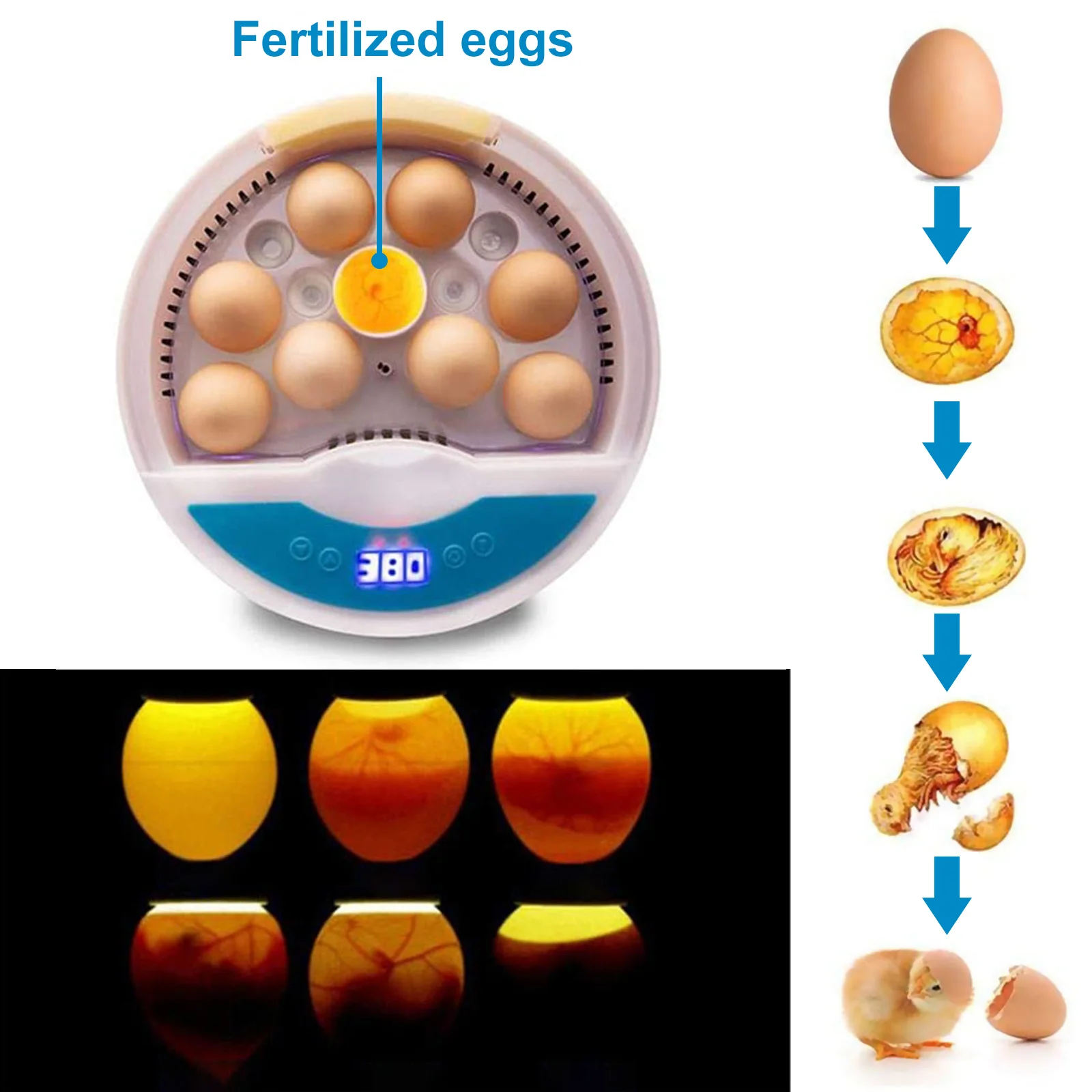 

Behogar Semi-automatic Digital Incubator Machine Adjustable Temperature Poultry Hatcher for Chickens Ducks Quails Birds Eggs