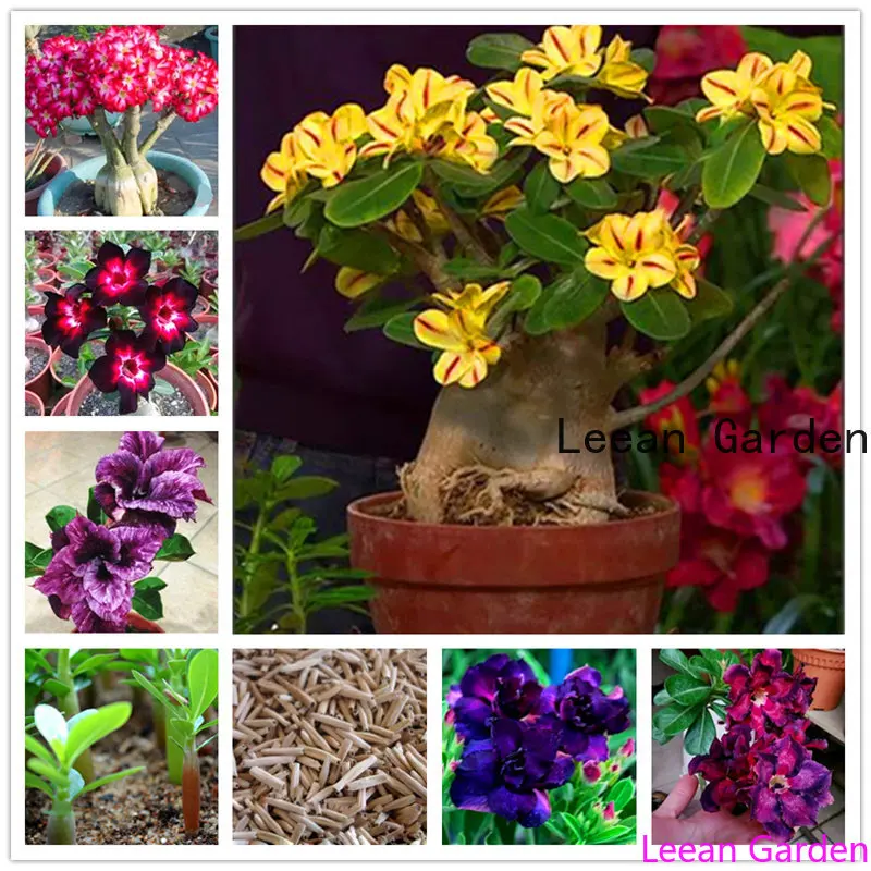 

Desert rose flower adenium lily rose