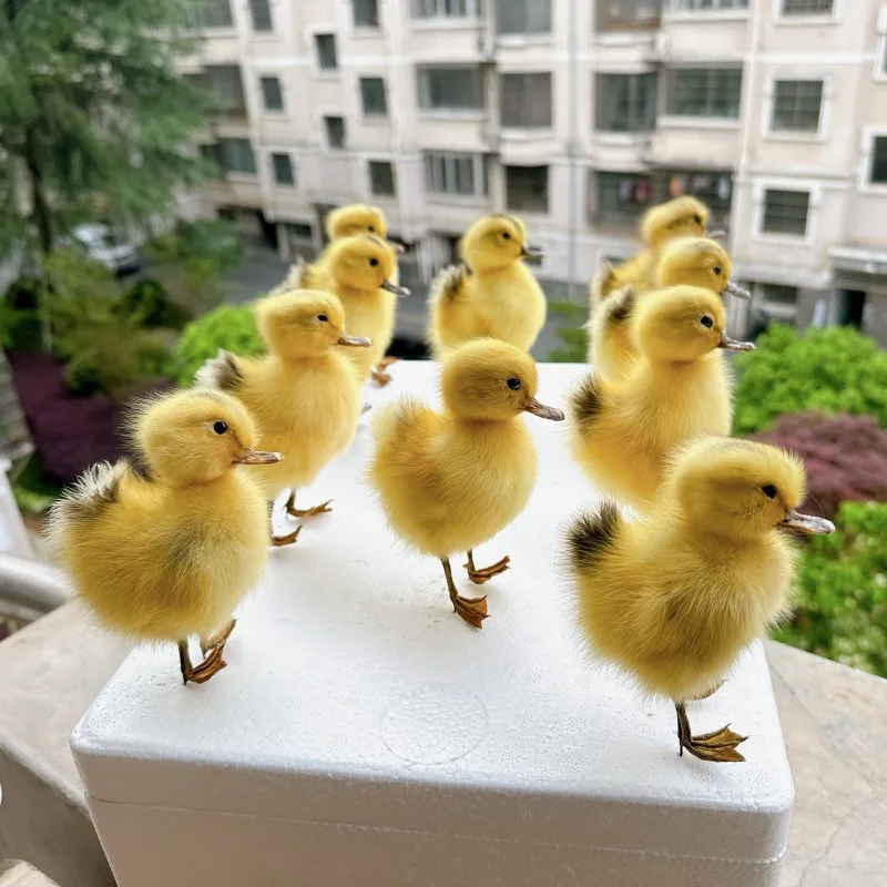

1pcs filled Eurasian duck/duckling specimen teaching/decorations/decorations