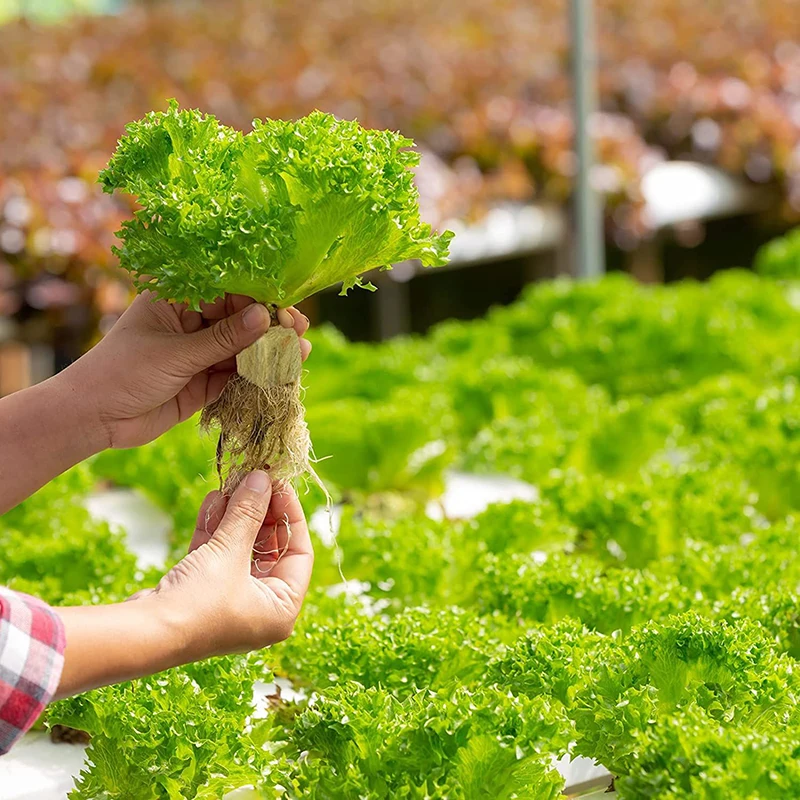 36/50 шт. губки для выращивания растений