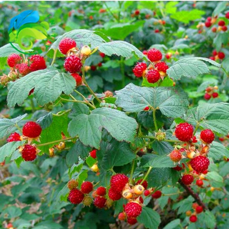 

Sweet Raspberry Nature Mulberry Fruits 100Pcs