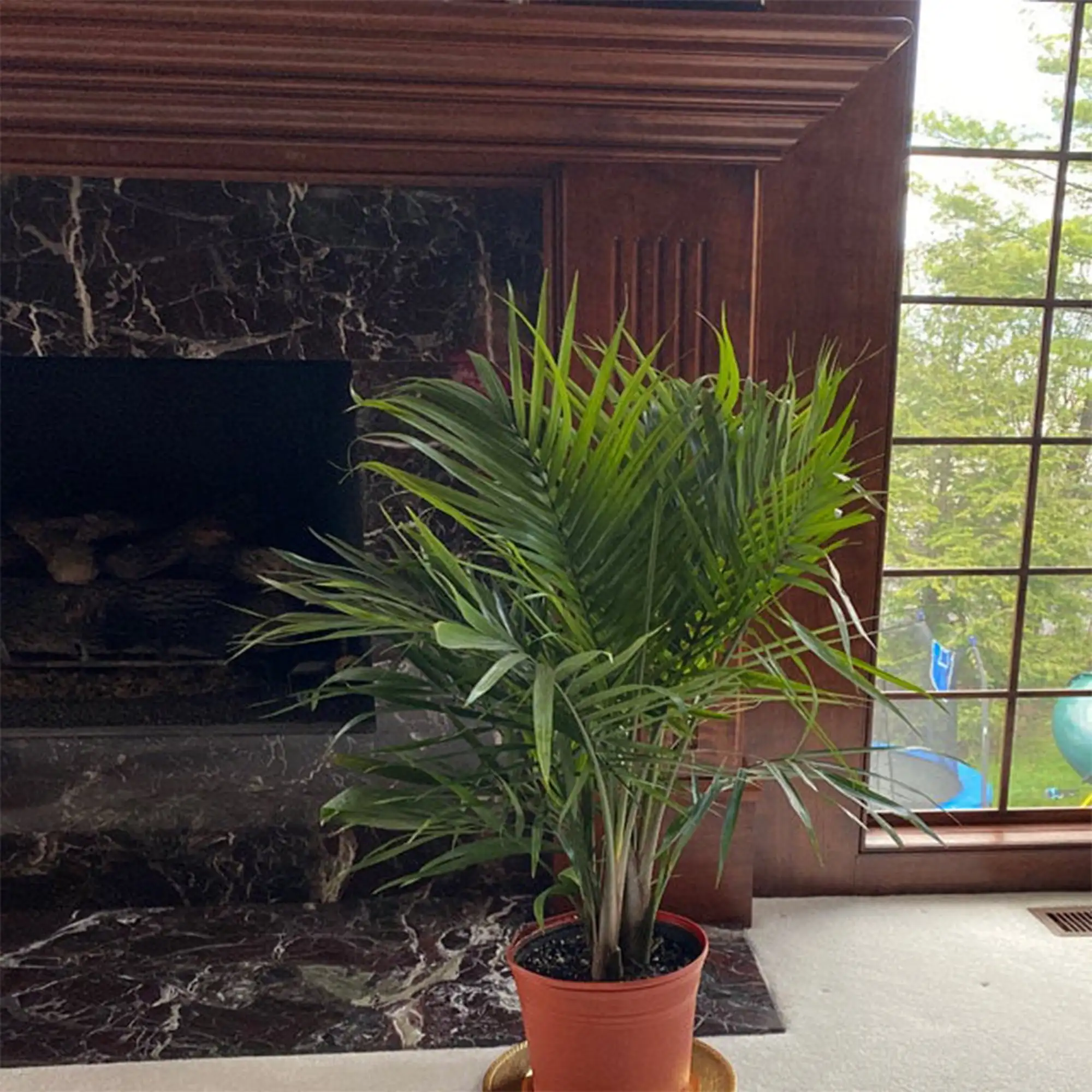 

United Nursery Live Majesty Palm Indoor Plant 24-34 inches Tall with Green Fronds in 9.25 inch Grower Pot