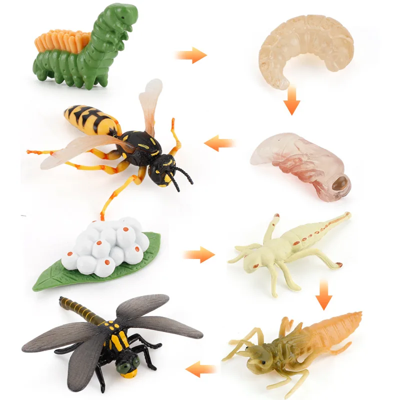 

Science and Education Simulation Wild Insect Animal Dragonfly Wasp Model Growth Cycle Life Stage Change Static Decoration Kawaii