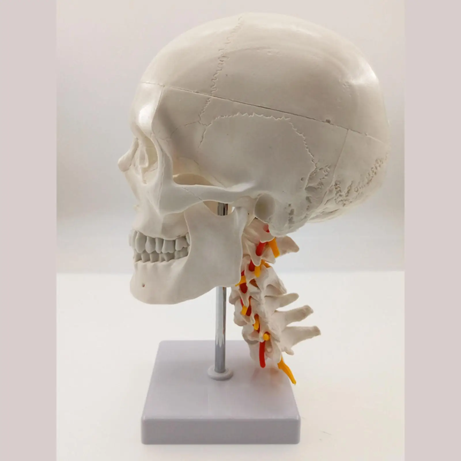 Натуральный Телескопический позвоночный череп с нервами для художественного