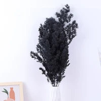 80g class a dried flower high quality penglai song natural plantas wedding party christmas office decoration home accessories