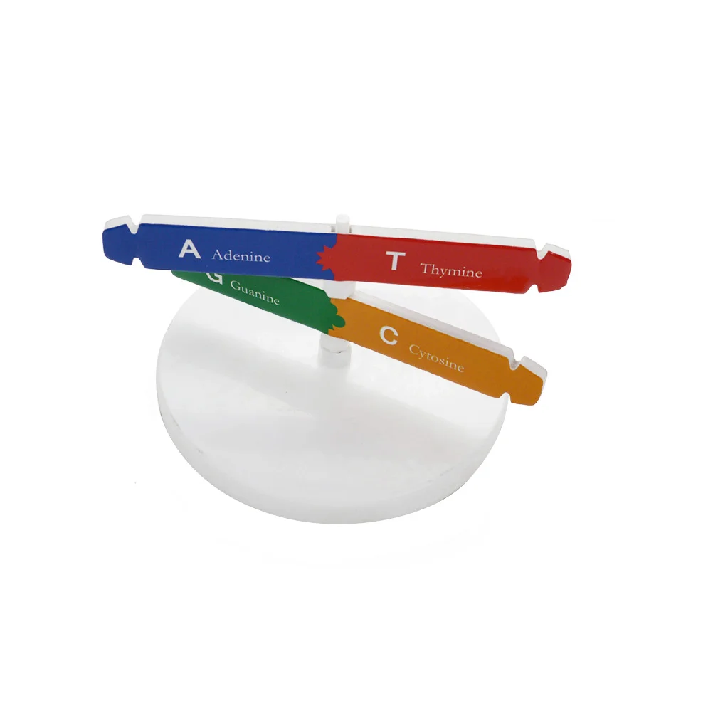 Dna Modelscience модель завитка двойной комплект 3D структура гены образовательная