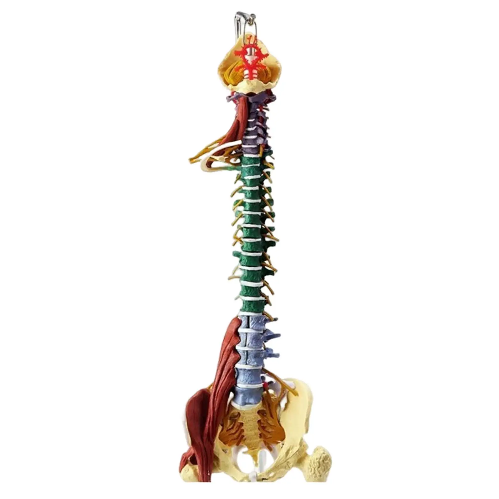 

85cm Human Spine Anatomy Model Human Body Organ Model Teaching Model Vertebral Column Models for Biological Research Classroom