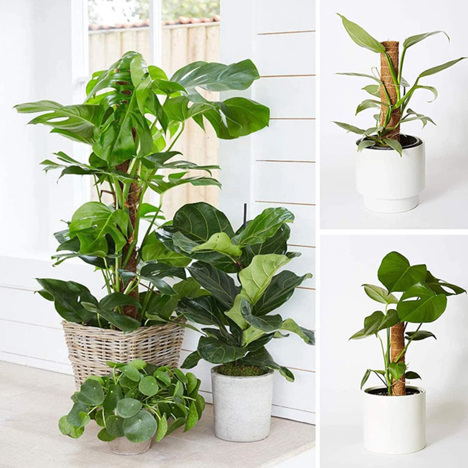 

Garden Coir Moss Poles Plant Support Set With Strips Plant Labels Planting Implements For Indoor Plants Creepers Gardening Tools