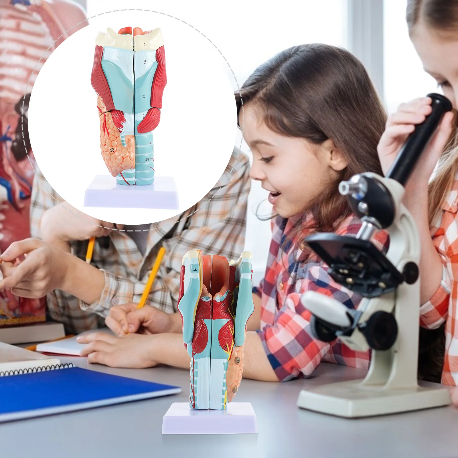 

Mini Throat Structure Model Laryngeal Throat Model Portable Laryngeal Model