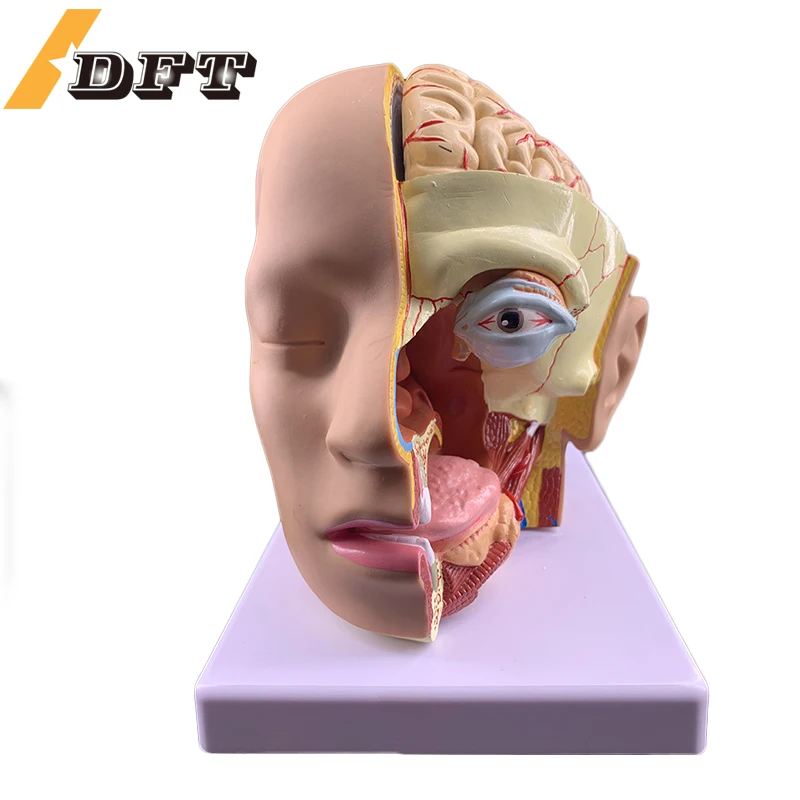

Human Head Anatomy Model Appendage Brain Model 4 Components Hospital Teaches Human Head Appendage Cerebral Artery Model