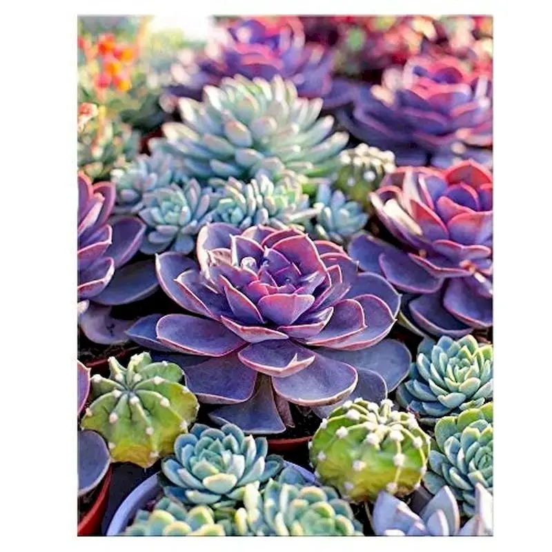 GATYZTORY 60x75 см Рамка DIY Набор для рисования по номерам суккулентные цветы акриловая