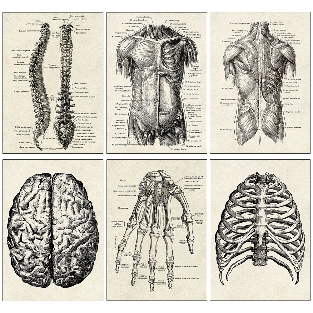

6 pcs Learning Human Anatomy Chart Decorative Human Organ Anatomical Posters