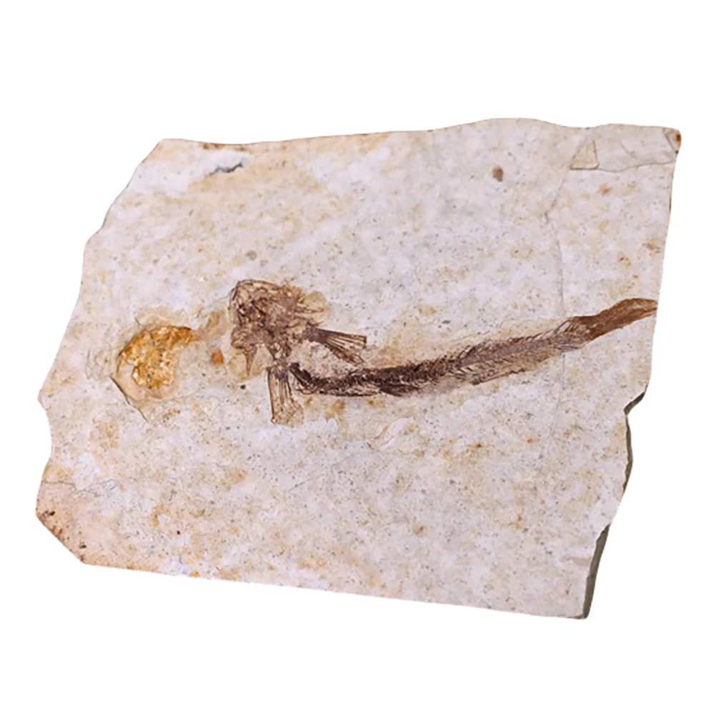 

Доисторический образец рыбы-волка, образовательная настольная нить, модель из натурального камня, коллекция обучающих материалов, палеонтология