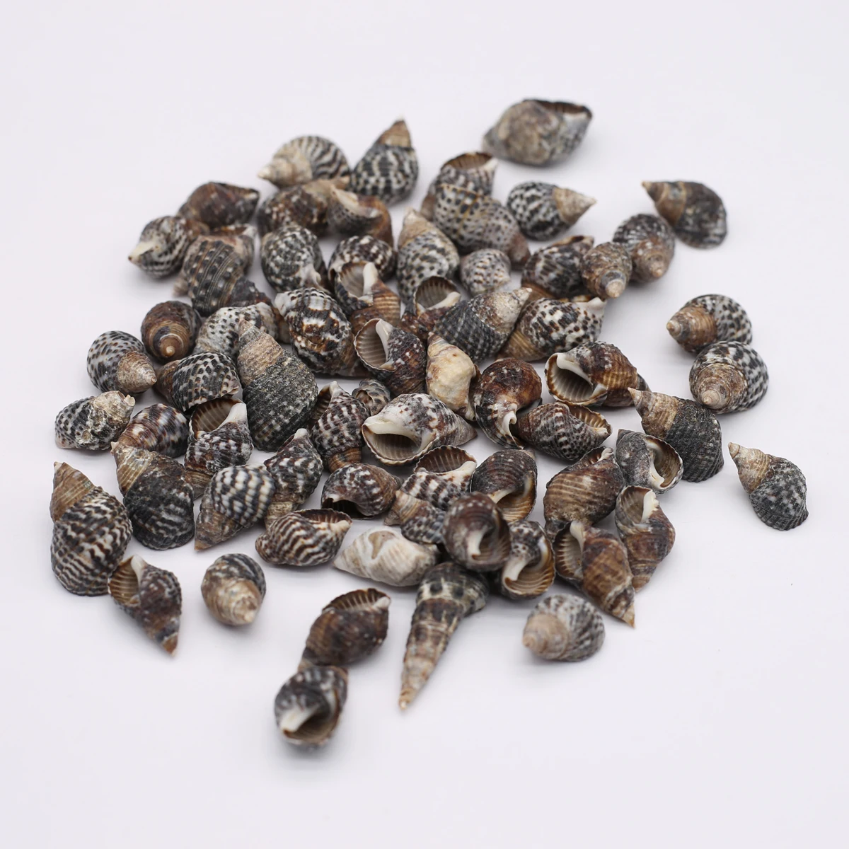 

Wholesale Natural Non-porous Shell Conch Exquisite Scattered Beads DIY Women's Fashion Necklace Hand Chain Jewelry Accessories