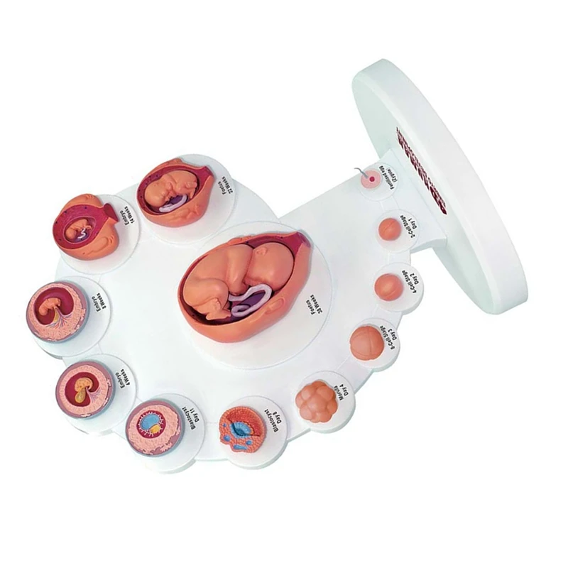 

4D Human Embryo Development Anatomical Model Fetal Growth Organ Teaching Alpinia Assembled Toys