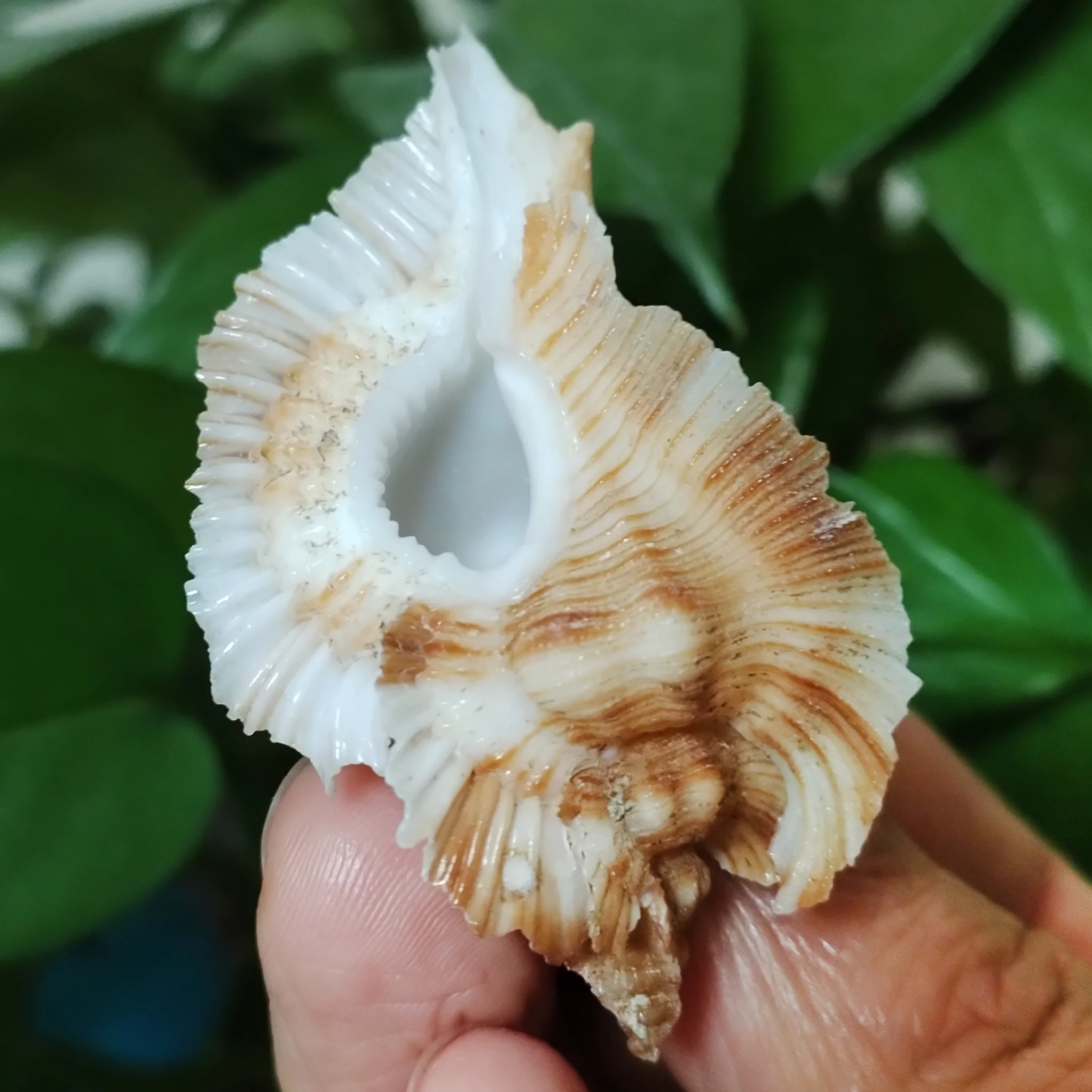 

Ракушка Murex Loebbeckei ORIGIFTS