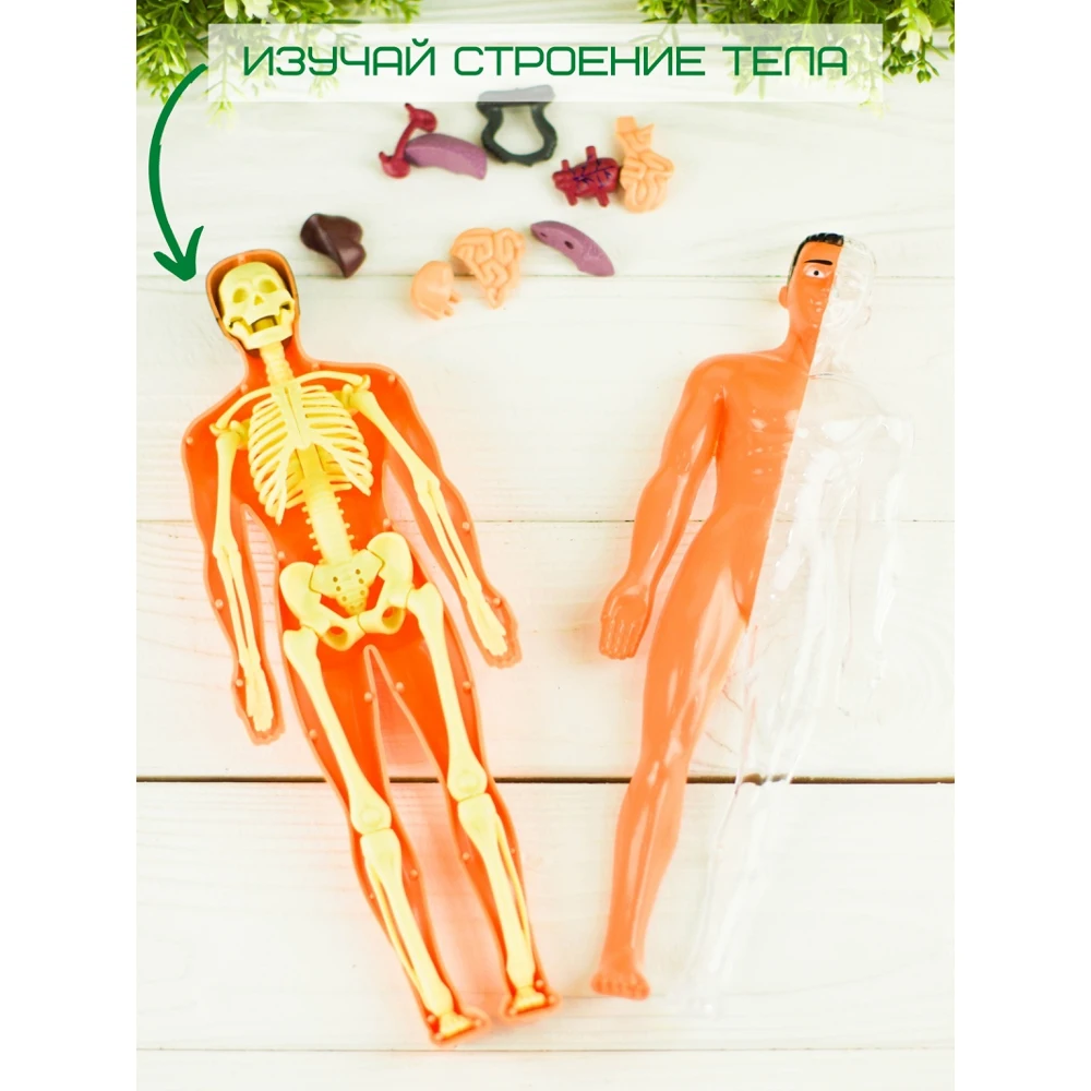 Модель человеческого тела со скелетом (развивающие игрушки от 3 лет для мальчиков