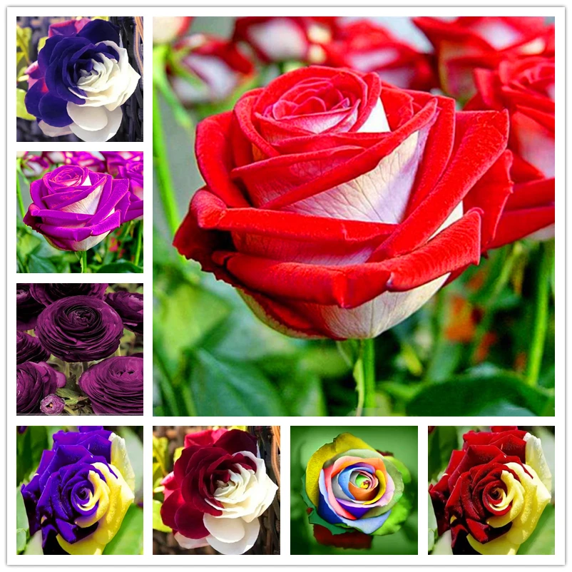 

100Pcs Rare Bi-color Rose Seeds Incense Nature Plants Colourful Bush Flower Fragrant Incense P342V