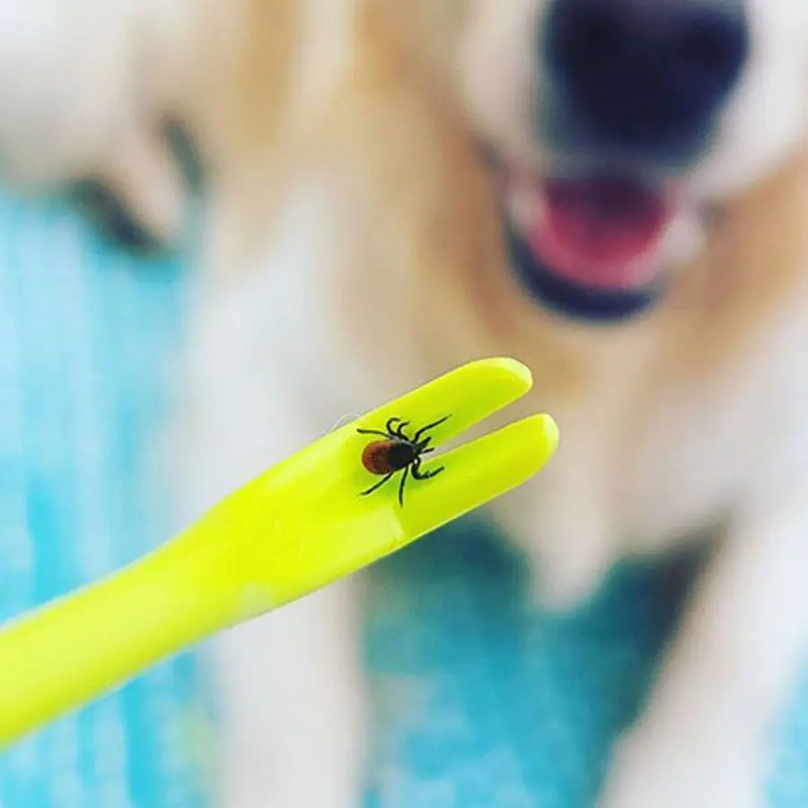 3 шт./набор щипцы для удаления котят и собак