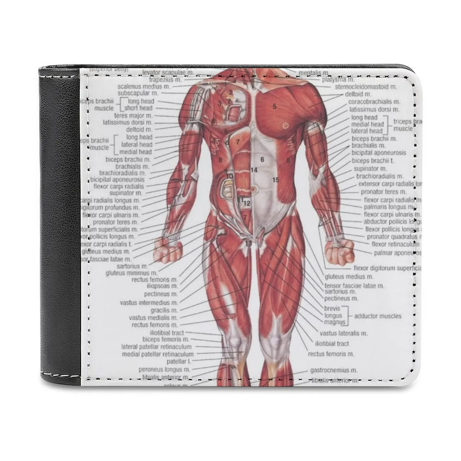 

Мышечная система человеческого тела кожаный кошелек кредитный Женский Роскошный кошелек биология Студенческая медицина Nhs научная диаграмма